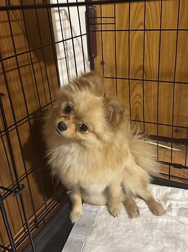 Quşlar: Şpitz, 10 ay — 4