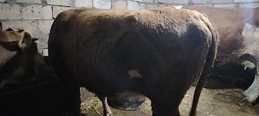 mal qara fermalari: Salam.1 ci qarın 5 aylıq boğaz simental və limuzin cinsi mələzi. Çox — 5