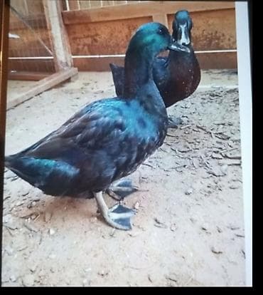 Salam kayuqa ördəklər təcili satılır cütü 80 manat fikiri ciddi