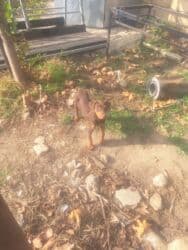 doberman satış: Doberman, Peyvəndli — 2