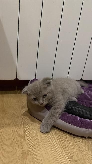 pişik pişik: Şotland yastı qulaq — 3