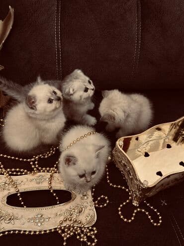 xamyak yuvası: Şinşilla, Erkək, Dişi — 2