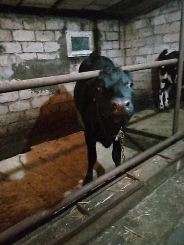 Eşşəklər: Satlıq mal-qara – qara-ağ rəngli bala danalar - Növ: südlük-ətlik — 6