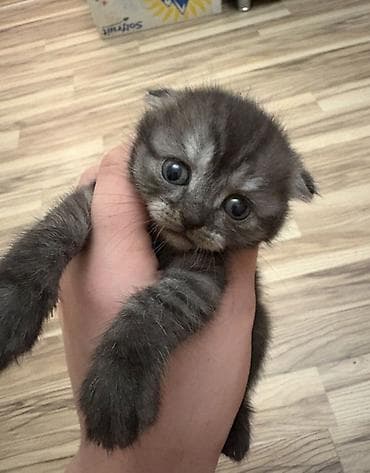 erkək keci: Şotland, Erkək, Yaxşı əllərə — 2