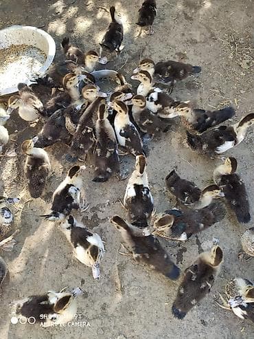 lavanda ordekleri: Xaçmaz . Ördək balaları satılır. 2 aylıq. 9 m
1 aylıq da var — 2
