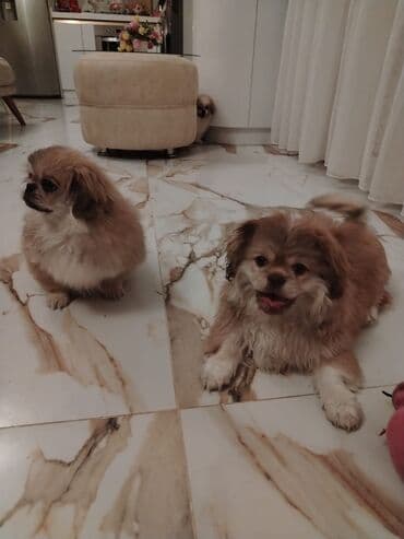 itler balaca: Pekines, Ünvandan götürmə — 1