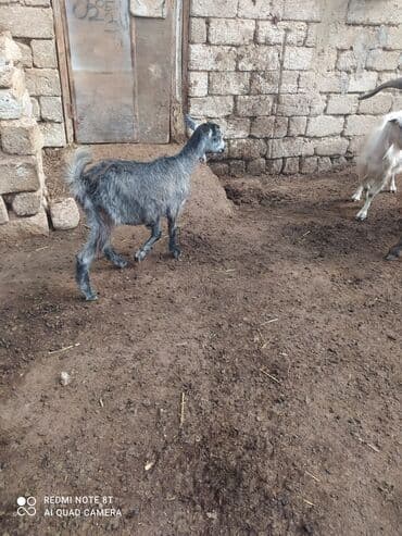 sort keciler: Dişi, Zanen, il: 4, Südlük — 4