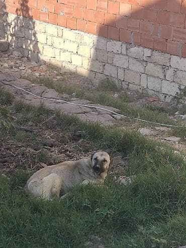 kangal iti satilir: Kanqal, 2 il, Dişi, Cütləşmə üçün — 4