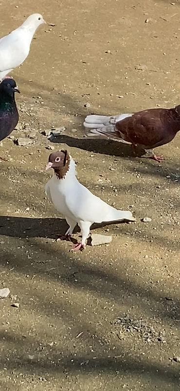 Qırmızı baş tutulma