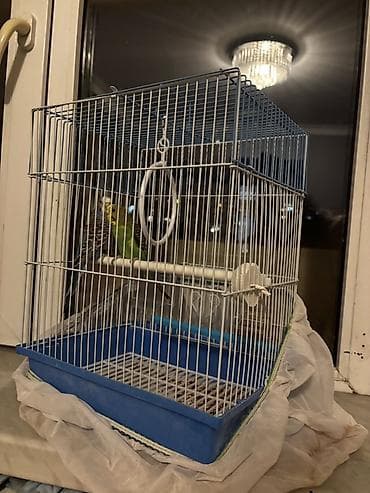 Dalmatin və yaşıl-sarı rəngli iki dalğıç papağan (butaqar/boğça)