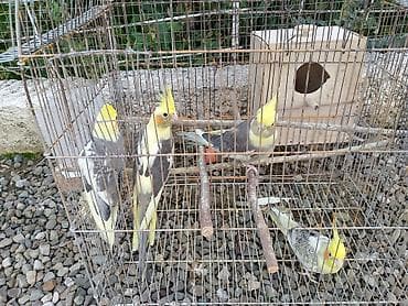 bala tutuquşu: Salam, korella tutuquşu npvü satılır qəfəs ilə birlik yemidə üzərində — 1