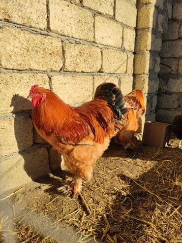 Lexus: Xoruz, Brama, il: <1, Ünvandan götürmə — 4