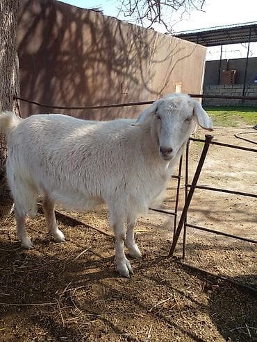 sanen keçi: Ətlik keçi 1 yaş yarımlıq — 1