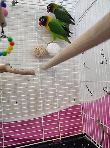 tutu kuşu: 2 ədəd fişer 1 aylıq balalardır, aktiv və yemə öyrəşiblər. 🦜 Ələ — 3