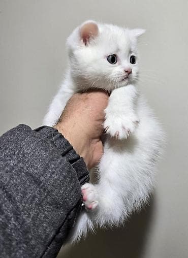 mustanq heyvan: Britan — 1