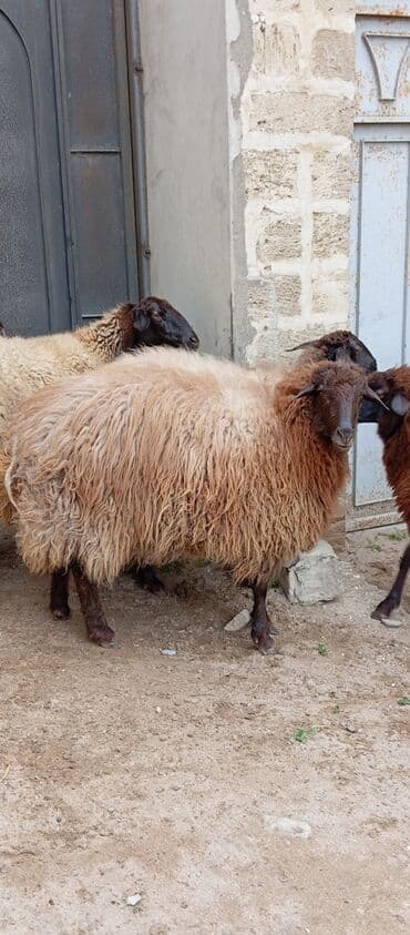 Гуси: Salam ünvan Bakıin maştağa kendi obşi 8 baş heyvanlar 1 baş ana-bala — 5