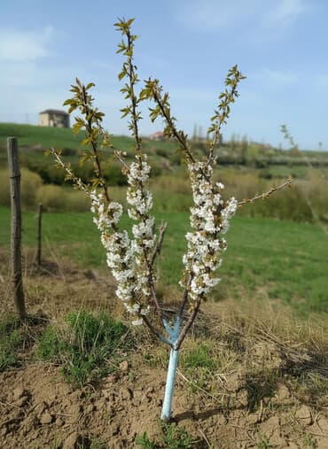 39 sot, Kənd təsərrüfatı, Mülkiyyətçi, Texniki pasport