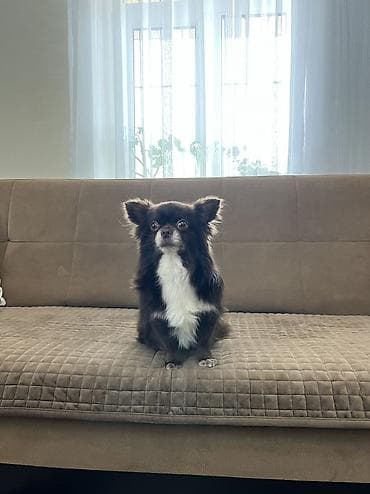 çixuaxua: Çixuahua, 3 il, Erkek, Cütləşmə üçün, Ünvandan götürmə — 5