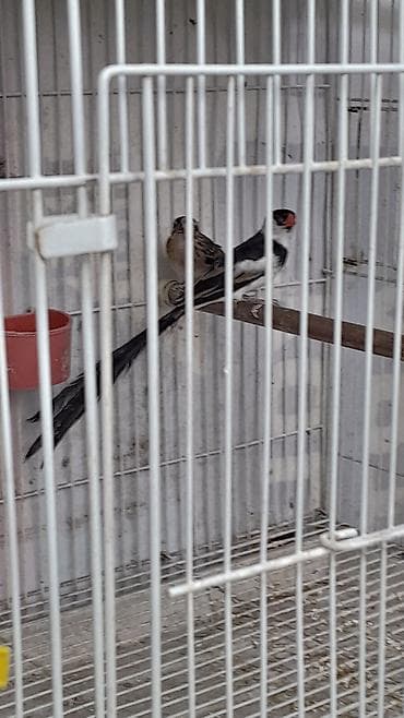 it yuvası satilir: Məhsul: Egzotik dekorativ quşlar cütlük Təsvir: - Növ: Uzun quyruqlu — 3