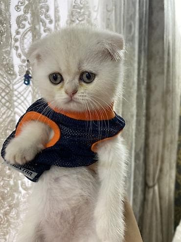 Şotland yastı qulaq