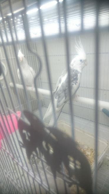 ingilis setteri it cinsi: Yanaqsız karellalar var satışda 100-300 aznə qədər qiymət dəyişir bala — 4