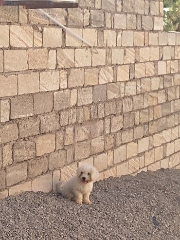 собака шпиц: купить: Пудель, 8 месяцев, Самка, С родословной — 4