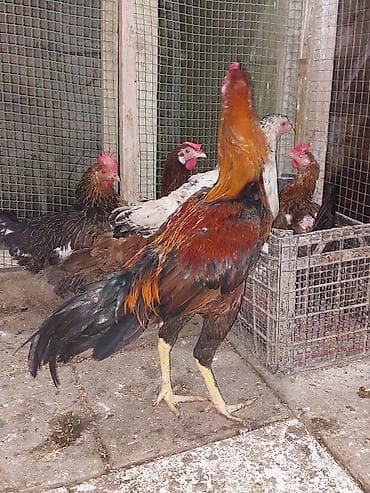 it xaltalari satisi: Heyratı xoruz 1 yaş. 60 m — 2