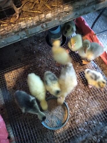 Cücələr – qaz balaları5 gunluk - Növ: qaz balaları (mix rənglər –