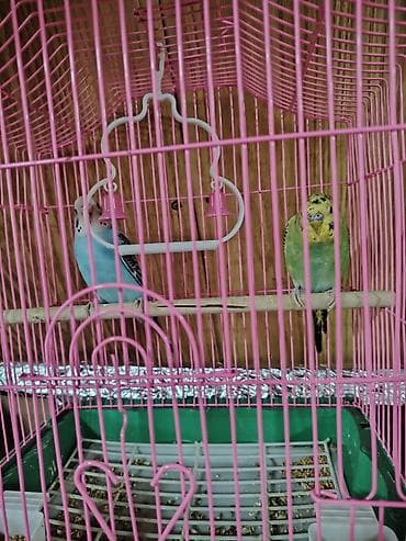 Клетки: Sevimli dalğıç papuqaylar (2 ədəd) – qəfəs və aksesuarlarla birlikdə 1 — 2
