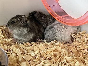 Cırtdan hamsterlər – ailələrlə və sakit mühitlə uyğun ev heyvanları -