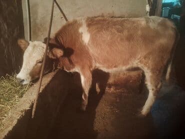 Inəklər, öküzlər: Satılır: cins dana - Növ: iribuynuzlu (dana) - Rəng: açıq qəhvəyi — 6
