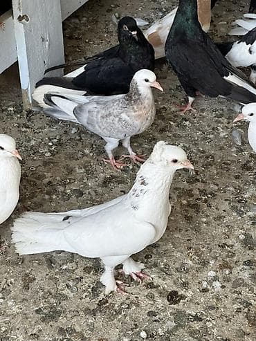 ucuz quşlar: Salam tergizme quwlardi oz quwlarmdi pul Lazm olduqu ucun satram her — 6