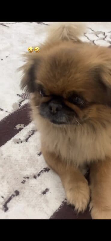 Ножи: Пекинес — 2