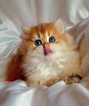 sirin pisik sekilleri: Erkək, Ünvandan götürmə — 5