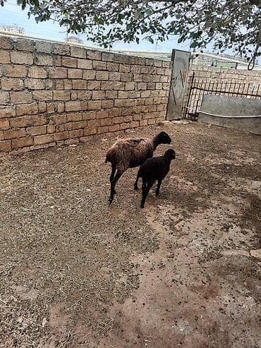 coban iti adları: Qoyun ana balası ilə birlikdə - Cins: ehtimalən yerli — 6