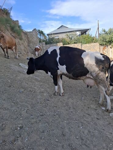 Süd inəyi – qara-ağ rəngli, iri cüssəli, buynuzlu. Şəkillərdə lalafo.az -da Süd inəyi – qara-ağ rəngli, iri cüssəli, buynuzlu. Şəkillərdə