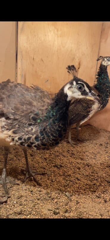 той пудель цена в баку: Məhsul: Tovuz quşları 4 aylıqdılar tam sağlam indi şekildeki vezyetden — 5