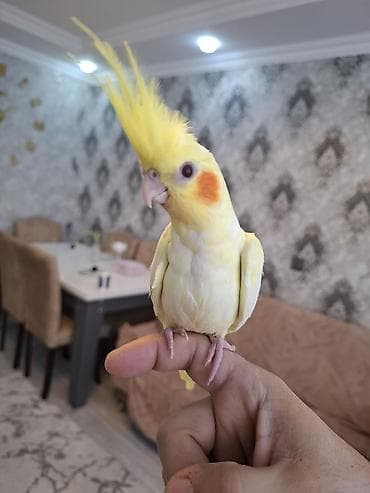 satdig quslar: Salam. sari sirin karella balasi satilir. oz qusumun balasidi — 6