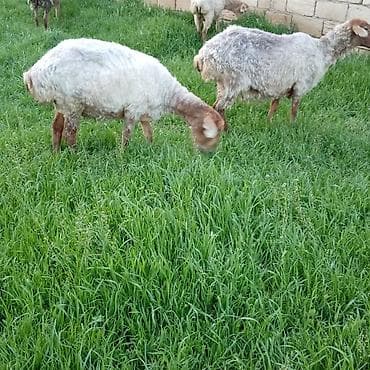 Digər ət məhsulları: Ətlik qoyunlar təcli satılır — 10