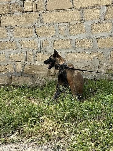 balaca tuklu itler: Belçika çoban iti, 2 il, Dişi — 7