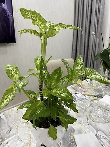 diffenbaxiya bitkisi haqqinda melumat: Dieffenbachia (ağ xallı tropik otaq bitkisi) - Növ: Dieffenbachia — 4