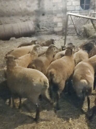 ağdam xoruzu gence: Salam Diri çəkisi 1o super quzlar əmlik arpa yonca baxilib — 6