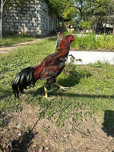 cuce satisi 2020: Toyuq, Damazlıq, Ödənişli çatdırılma — 2