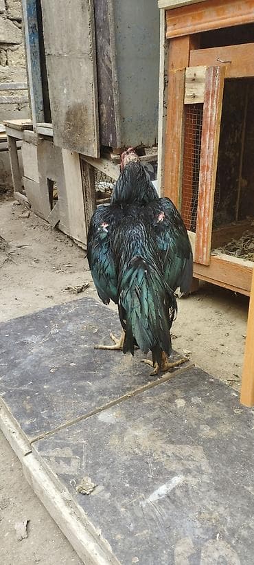 qurban: Cins xoruz – qara-yaşıl parıltılı lələklər, uzun quyruq və güclü bədən — 1