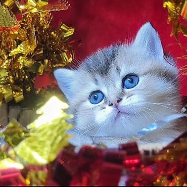 pulsuz pisiy: Şinşilla — 1