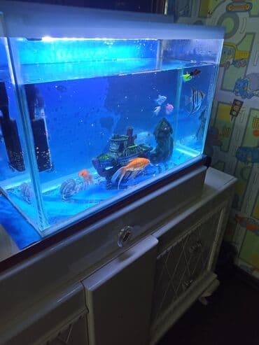 100 l akvarium: Şüşə akvarium70litr komplekti – dekorativ balıqlar və aksesuarlarla • — 5