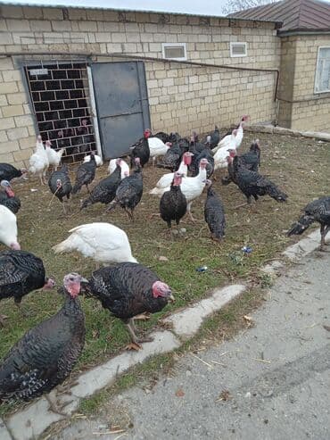 pekines satışı: Məhsul: Hinduşka sürüsü Təsvir: - Şəkillərdə olan sağlam, iriqaşlı — 6