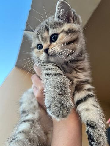 cins pişiklərin satışı: İlan: Şirin balaca pişik balası - Cins: uzun tüklü, qızılı-şabalıd — 7