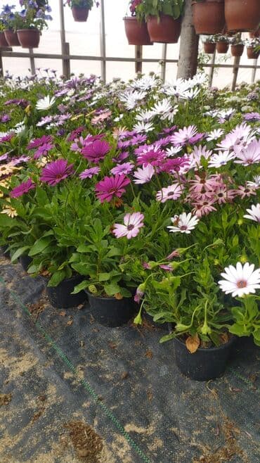 helba bitkisi faydaları: Qızıl güllər dipçək gülləri həmişə yaşıl kolları zəhmət olmasa — 14