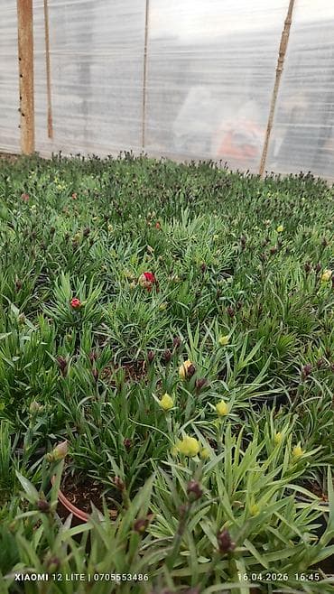 Asılan səbətlərdə Petuniya və digər mövsümi çiçək kompozisiyaları - — 4